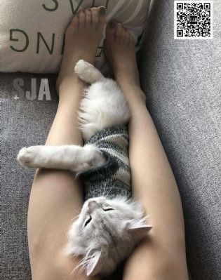 绝对恋爱命令